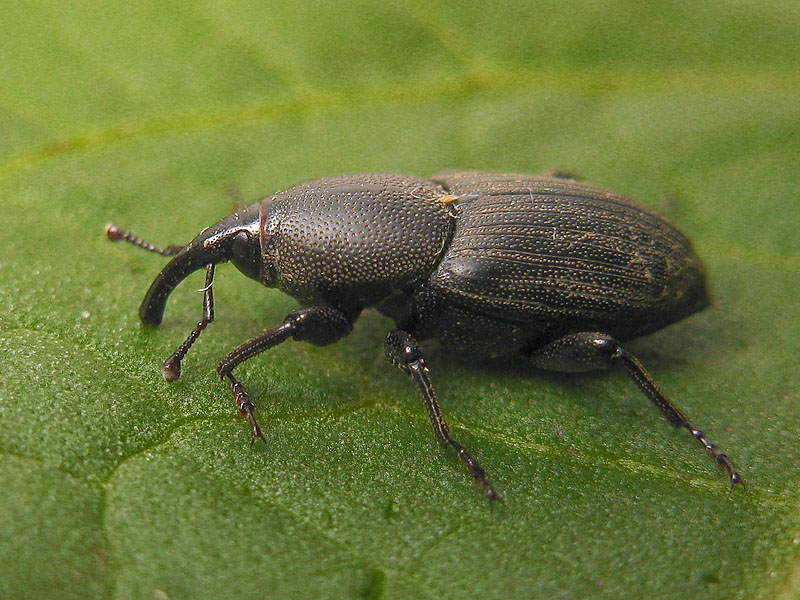 Dryophtoridae: Sphenophorus abbreviatus